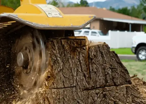 Stump grinding and removal service in Phoenix, AZ